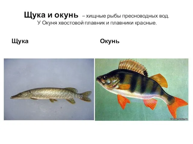 Щука и окунь – хищные рыбы пресноводных вод. У Окуня хвостовой