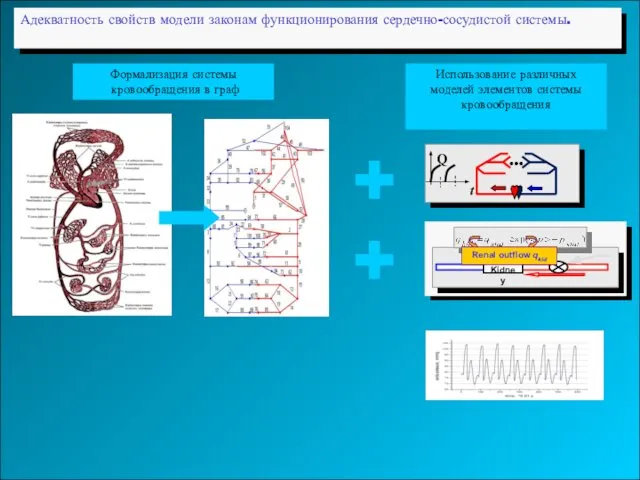 Адекватность свойств модели законам функционирования сердечно-сосудистой системы. + + Renal outflow