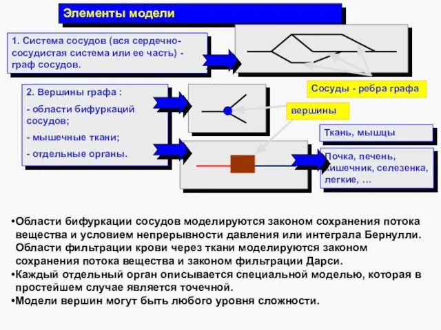 Сосуды - ребра графа Элементы модели 1. Система сосудов (вся сердечно-сосудистая