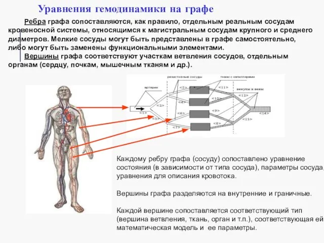 Ребра графа сопоставляются, как правило, отдельным реальным сосудам кровеносной системы, относящимся