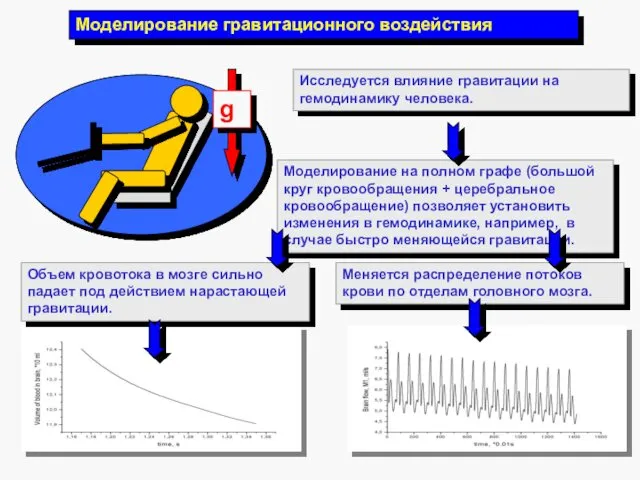 Моделирование гравитационного воздействия Исследуется влияние гравитации на гемодинамику человека. Моделирование на