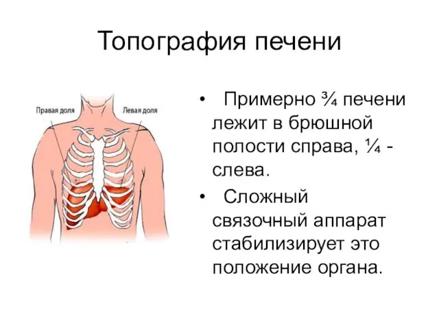 Топография печени Примерно ¾ печени лежит в брюшной полости справа, ¼