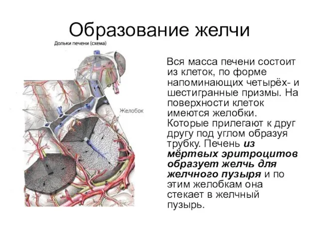 Образование желчи Вся масса печени состоит из клеток, по форме напоминающих