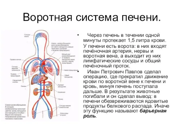 Воротная система печени. Через печень в течении одной минуты протекает 1,5