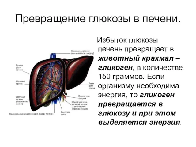 Превращение глюкозы в печени. Избыток глюкозы печень превращает в животный крахмал