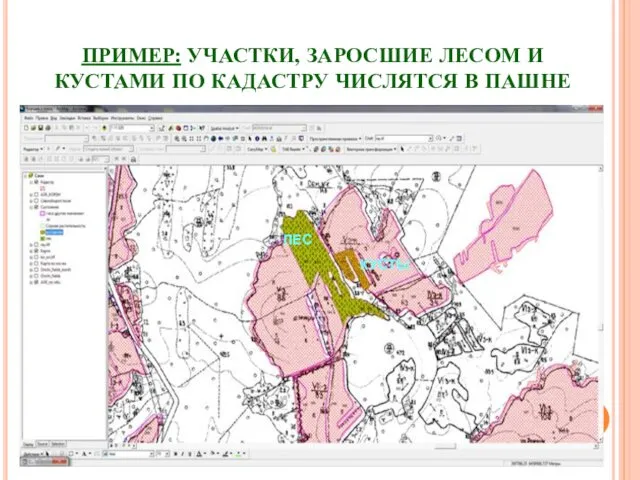 ПРИМЕР: УЧАСТКИ, ЗАРОСШИЕ ЛЕСОМ И КУСТАМИ ПО КАДАСТРУ ЧИСЛЯТСЯ В ПАШНЕ ЛЕС КУСТЫ