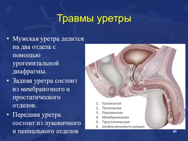 Травмы уретры Мужская уретра делится на два отдела с помощью урогенитальной