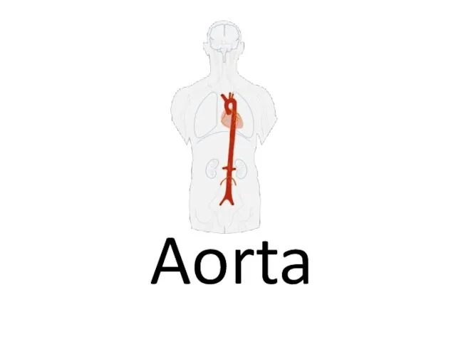 Aorta. The walls of the arteries