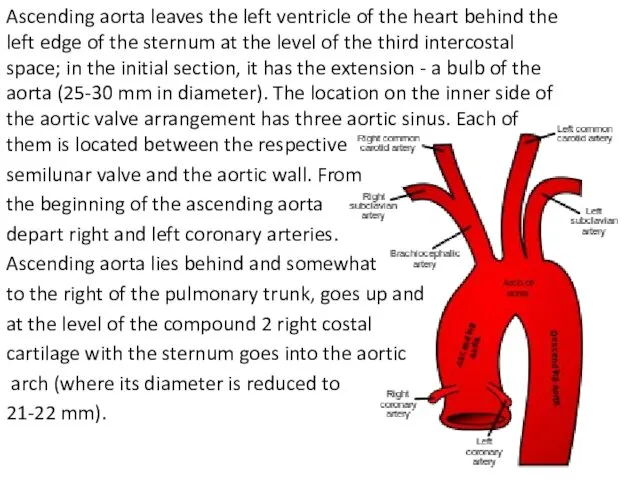 Ascending aorta leaves the left ventricle of the heart behind the