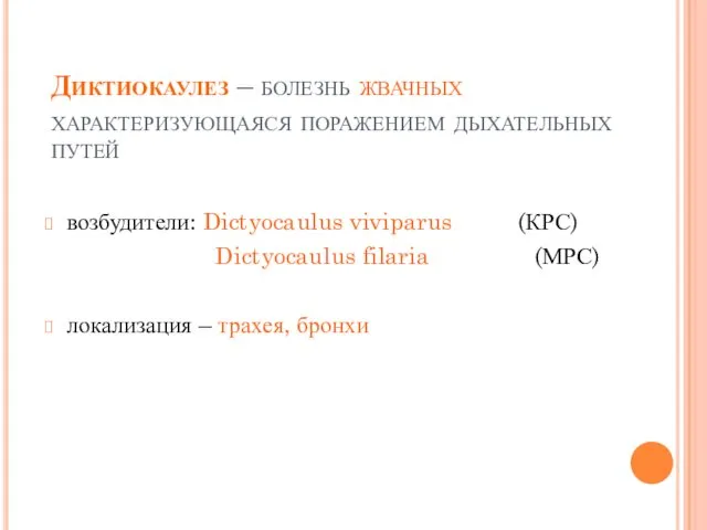 Диктиокаулез – болезнь жвачных характеризующаяся поражением дыхательных путей возбудители: Dictyocaulus viviparus