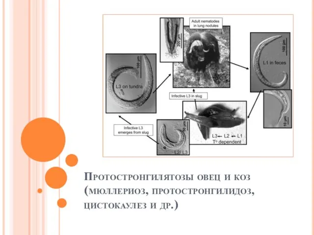 Протостронгилятозы овец и коз (мюллериоз, протостронгилидоз, цистокаулез и др.)