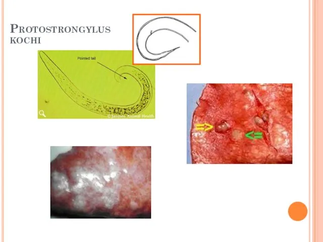 Protostrongylus kochi