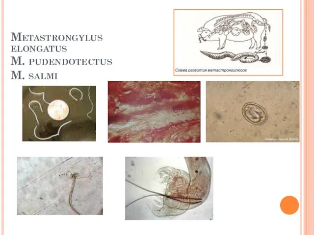 Metastrongylus elongatus M. pudendotectus M. salmi