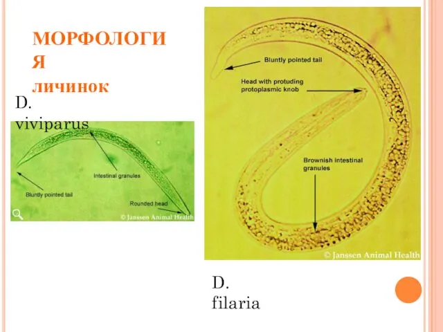D. filaria D. viviparus МОРФОЛОГИЯ личинок