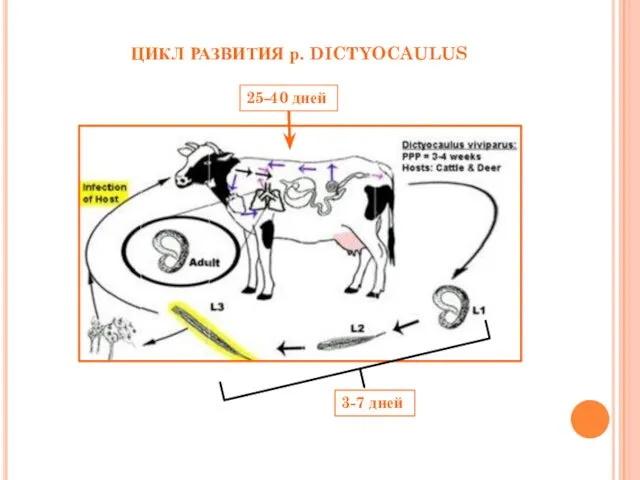 ЦИКЛ РАЗВИТИЯ р. DICTYOCAULUS 3-7 дней 25-40 дней