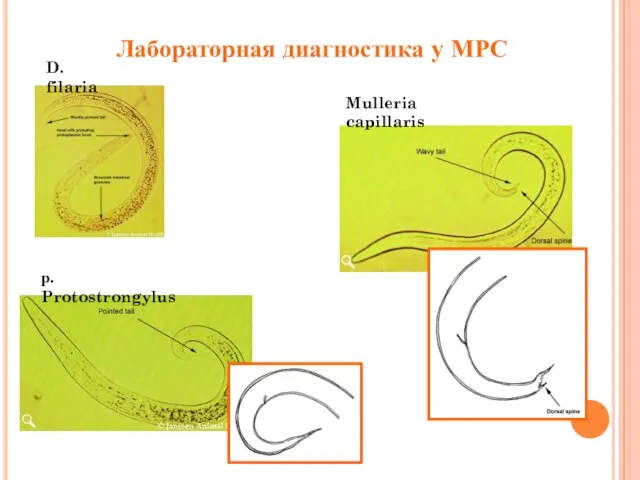 Лабораторная диагностика у МРС D. filaria Mulleria capillaris р. Protostrongylus