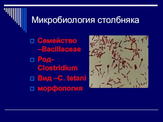 Микробиология столбняка Семейство –Bacillaceae Род- Clostridium Вид –С. tetani морфология