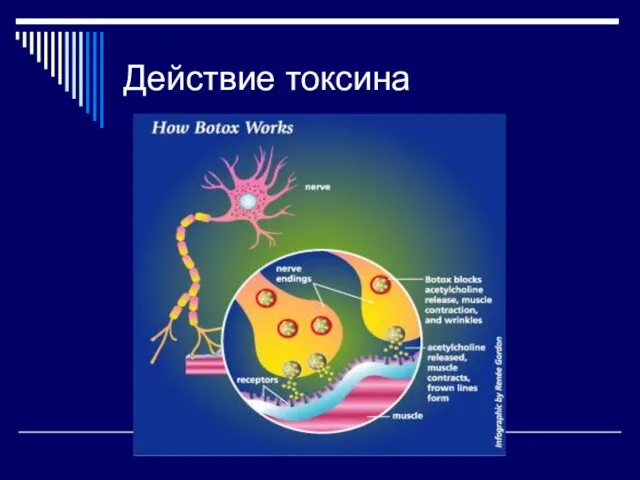 Действие токсина