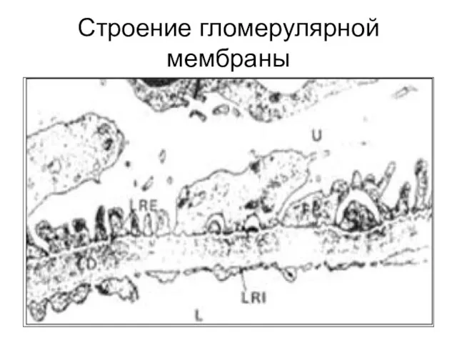 Строение гломерулярной мембраны