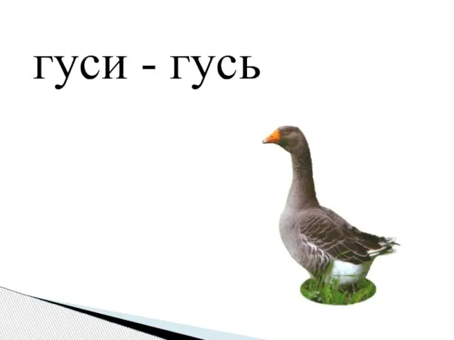 гуси - гусь