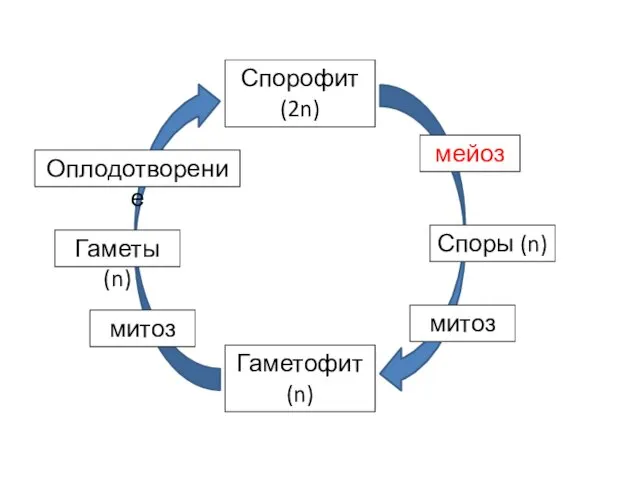 Спорофит (2n) Гаметофит (n) мейоз Споры (n) Гаметы (n) митоз Оплодотворение митоз