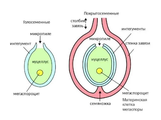 Материнская клетка мегаспоры