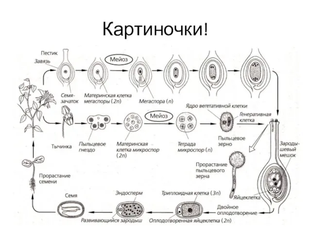 Картиночки!