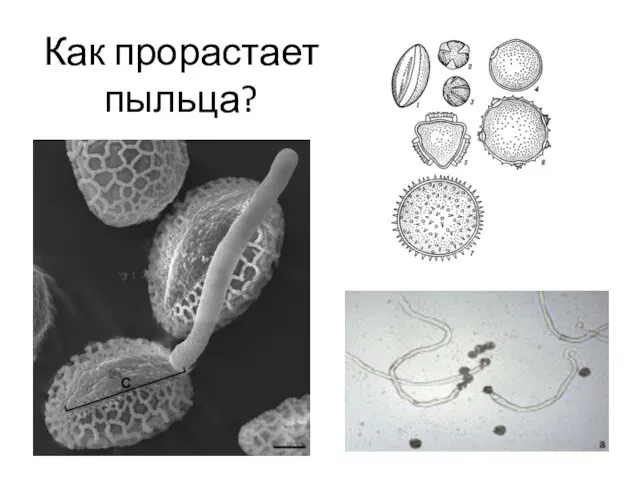 Как прорастает пыльца?