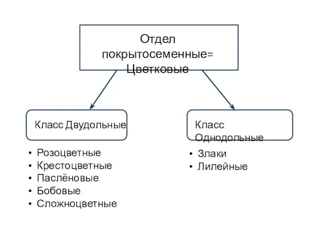 Розоцветные Крестоцветные Паслёновые Бобовые Сложноцветные Злаки Лилейные