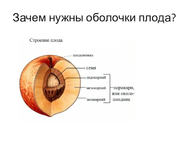 Зачем нужны оболочки плода?