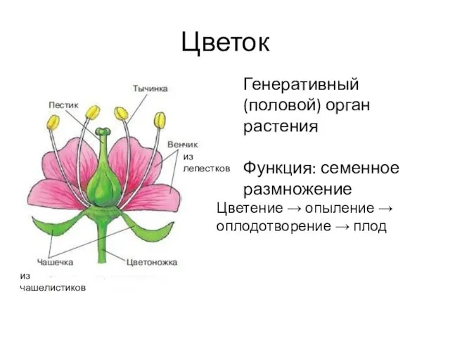 Цветок Генеративный (половой) орган растения Функция: семенное размножение Цветение → опыление → оплодотворение → плод