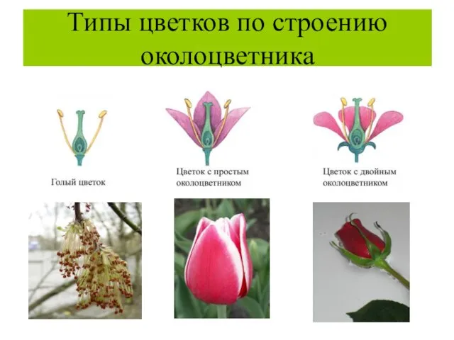 Типы цветков по строению околоцветника