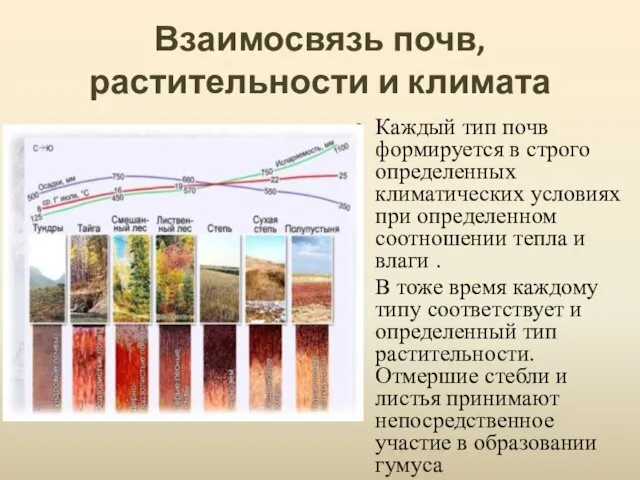 Взаимосвязь почв, растительности и климата Каждый тип почв формируется в строго