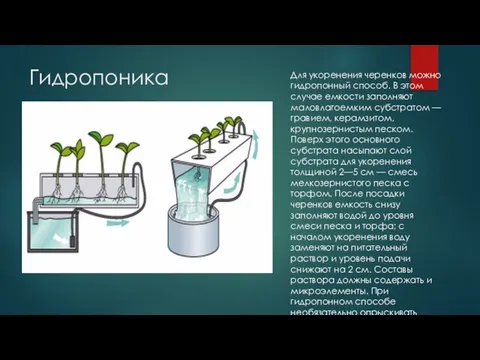 Гидропоника Для укоренения черенков можно гидропонный способ. В этом случае емкости