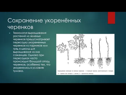 Сохранение укоренённых черенков Технология выращивания растений из зеленых черенков предусматривает пересадку