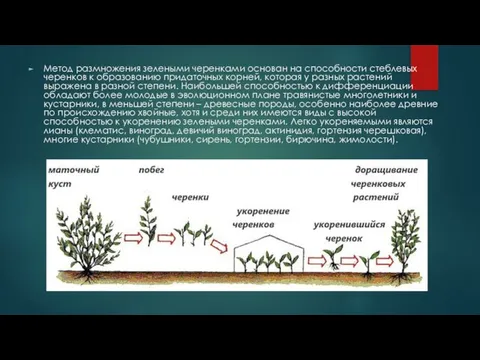 Метод размножения зелеными черенками основан на способности стеблевых черенков к образованию
