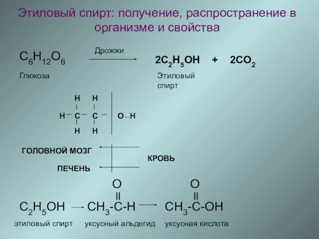 Этиловый спирт: получение, распространение в организме и свойства C6H12O6 Дрожжи 2С2H5OH