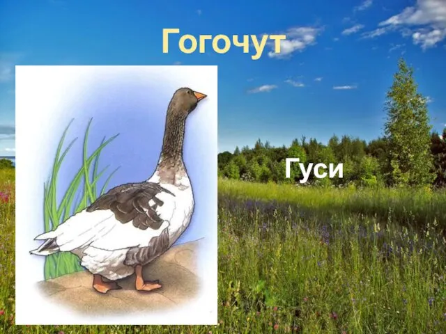 Гогочут Гуси