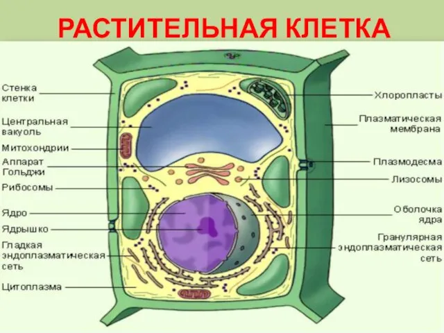 РАСТИТЕЛЬНАЯ КЛЕТКА