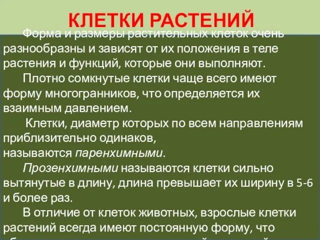 КЛЕТКИ РАСТЕНИЙ Форма и размеры растительных клеток очень разнообразны и зависят