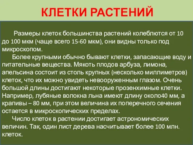 КЛЕТКИ РАСТЕНИЙ Размеры клеток большинства растений колеблются от 10 до 100