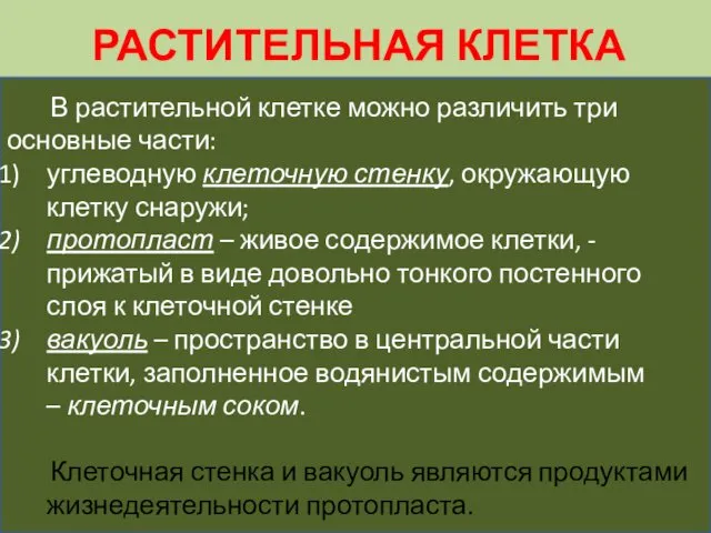 РАСТИТЕЛЬНАЯ КЛЕТКА В растительной клетке можно различить три основные части: углеводную