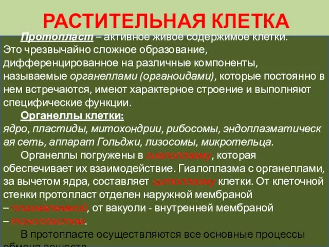 РАСТИТЕЛЬНАЯ КЛЕТКА Протопласт – активное живое содержимое клетки. Это чрезвычайно сложное