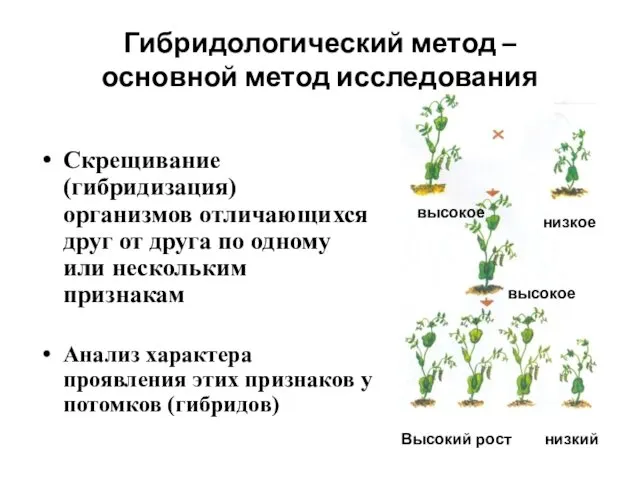 Гибридологический метод – основной метод исследования Скрещивание (гибридизация) организмов отличающихся друг