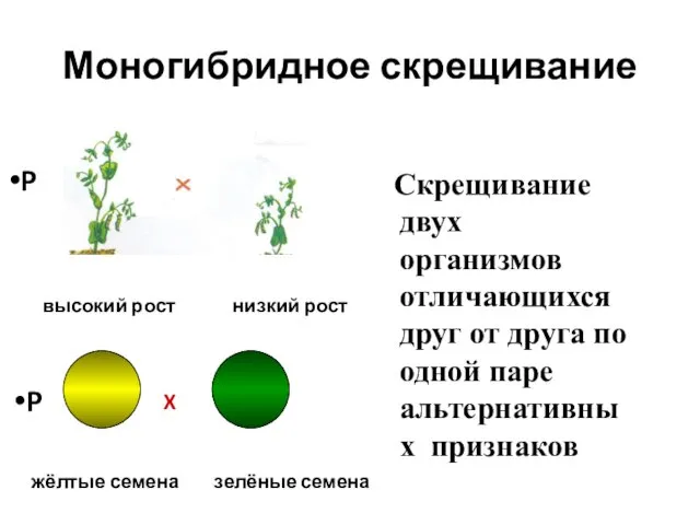 Моногибридное скрещивание Скрещивание двух организмов отличающихся друг от друга по одной