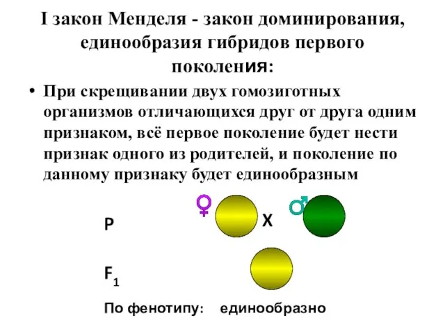 I закон Менделя - закон доминирования, единообразия гибридов первого поколения: При