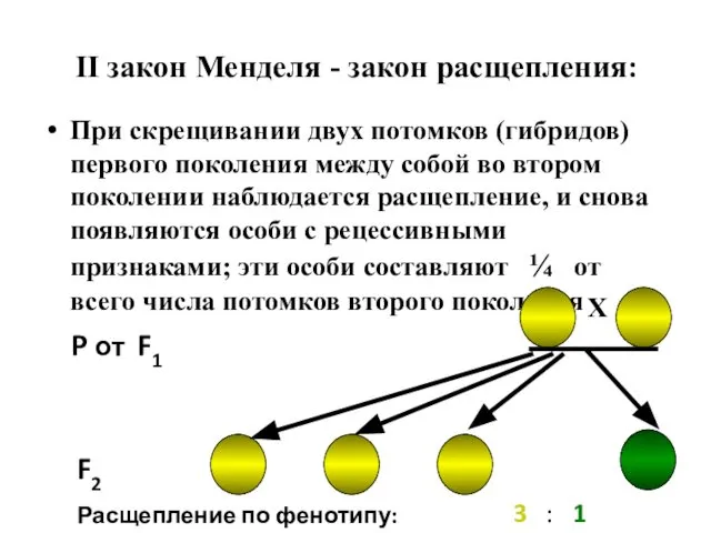 II закон Менделя - закон расщепления: При скрещивании двух потомков (гибридов)