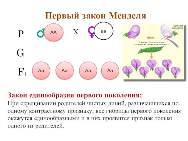 Первый закон Менделя А А а а Р ♂ ♀ аа