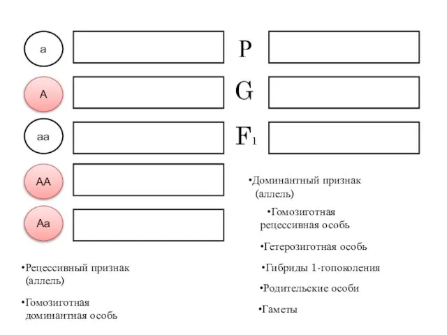 а А аа АА Аа Р G F1 Рецессивный признак (аллель)