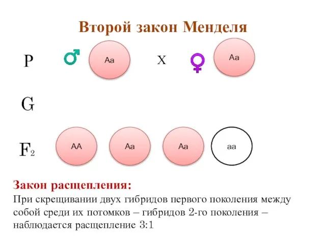 Второй закон Менделя А а А а Аа Аа Р G